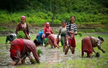 रोपाइँमा  रम्दै किसान (फोटो फिचर) 